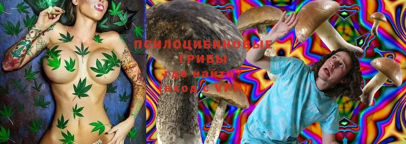 закладки  Орехово-Зуево  Псилоцибиновые грибы Magic Shrooms 